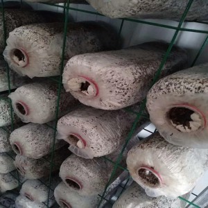 蘑菇網(wǎng)