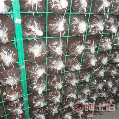 【佰格猴頭菇養(yǎng)殖蘑菇網(wǎng)片,鋼絲浸塑蘑菇房網(wǎng)架價(jià)格,大棚使用平菇出菇】 - 產(chǎn)品庫(kù)