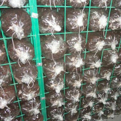 【食用菌大棚出菇架食用菌網(wǎng)格蘑菇網(wǎng)片出菇網(wǎng)格架